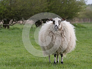 Sheep standing in meadow