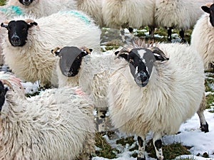 Sheep standing in snow Ireland