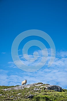 Pecora in piedi sul da collina cielo blu 