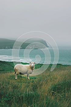 Sheep Standing on Top of Lush Green Hillside