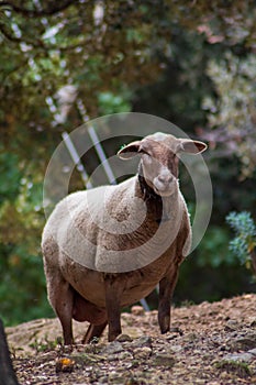 a sheep is standing under a tree in a forest setting