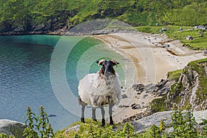 Sheep standing up the hill overlooking the beach