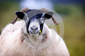 Sheep staring