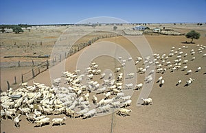 Sheep station in drought conditions.