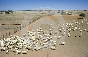 Sheep station in western Queensland. photo