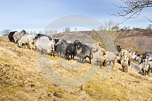 Sheep on a steep hill