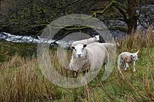 Sheep on steep hillside above beck