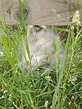 The Grass is Always Greener on the Other Side of the Fence photo