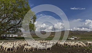 Sheep in Stockyards, Otago, New Zealand