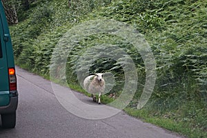 A sheep strolls along a road in the Scottish Highlands