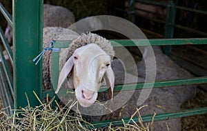 Sheep stuck head in fence