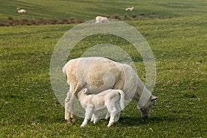 Sheep with suckling lamb