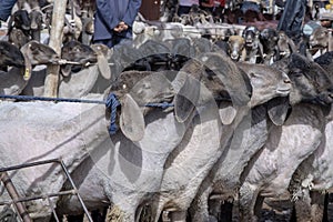 Sheep at Sunday Livestock Bazaar, Kashgar, China