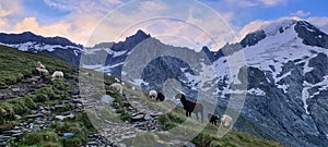 Sheep at the sunrise grazing near the Furtschaglhaus Hut in the Zillertal Alps in Austria