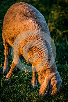 Sheep at sunset