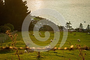 Sheep sunset