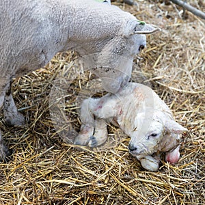 Sheep taking care to her newborn lamb