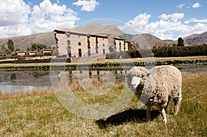 Sheep in Temple of Wiracocha - Raqchi - Peru