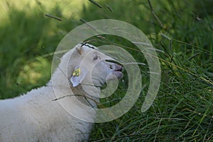 sheep and their environment