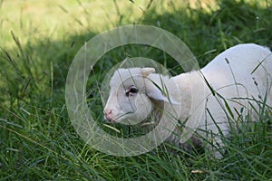 sheep and their environment