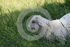 sheep and their environment