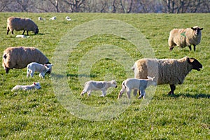 Sheep with their lambs on a meadow during lambing season