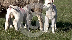 Sheep with their new born lambs during the lambing season