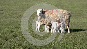 Sheep with their new born lambs during the lambing season