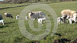 Sheep with their new born lambs during the lambing season