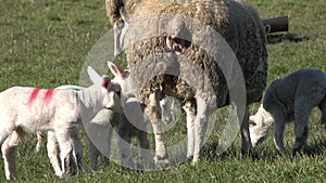 Sheep with their new born lambs during the lambing season