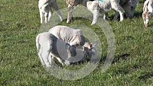 Sheep with their new born lambs during the lambing season