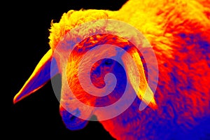 Sheep thermal imager