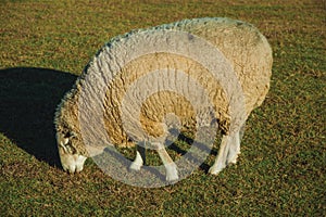 Sheep with a thick layer of wool grazing on lawn