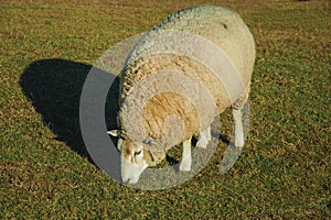 Sheep with a thick layer of wool grazing on lawn