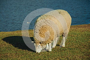 Sheep with a thick layer of wool grazing on lawn photo