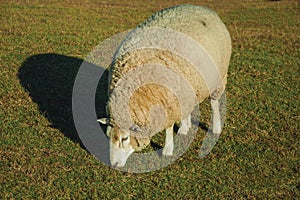 Sheep with a thick layer of wool grazing on lawn photo
