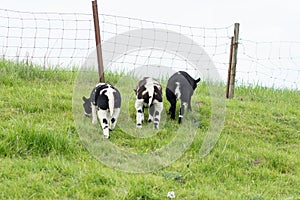 Sheep, three lambs, grazing on a Dutch in the summer