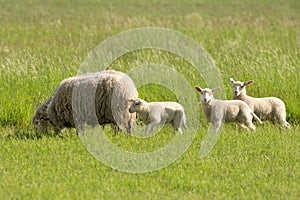 A sheep with three lambs on a meadow