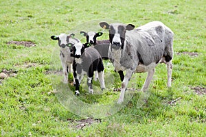 Sheep and three lambs in meadow