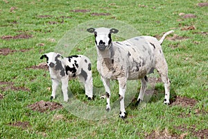 Sheep and three lambs in meadow