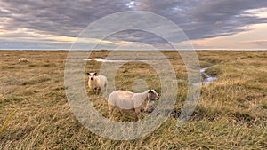 Sheep in Tidal Marshland nature reserve Saeftinghe