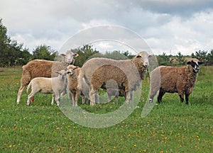 Sheep on to the meadow
