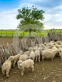 Sheep together in the farm yard, prepared for shearing