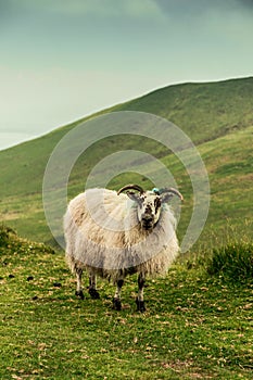 Sheep at the top of Caherconree on the Dingle Peninsula in County Kerry, the second-highest peak of the Slieve Mish Mountains.