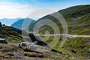 Sheep on the top on Mount Hoven, Loen, Norway