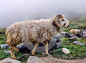 Sheep on the top of the mountain with fog Surroundings