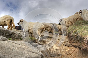 Sheep on top of mountains