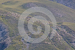 sheep in transhumance on the Alps