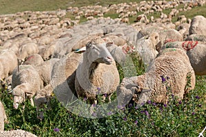 sheep in transhumance on the Alps