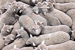 Sheep transportation photo